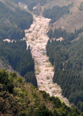 🌸 테라오가하라 천본앵 공원(테라오가하라 센본자쿠라 코엔) 이미지 2